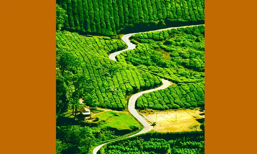 1-Day Thekkady Tour Package | Periyar National Park & Spice Plantations